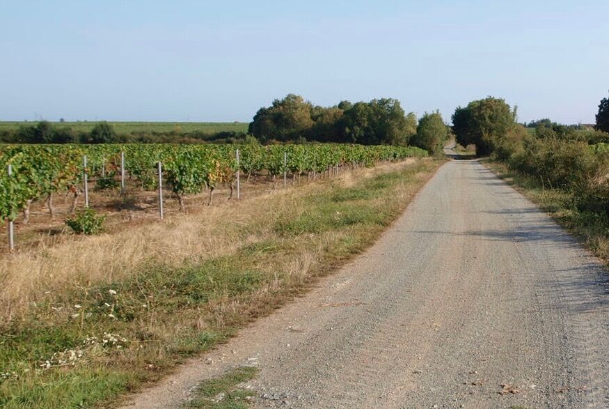 Wijngaarden-roadtrip-loire-FEMFEM