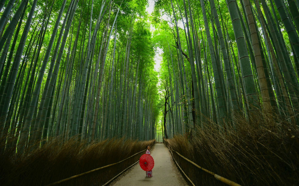 Bamboo Bos