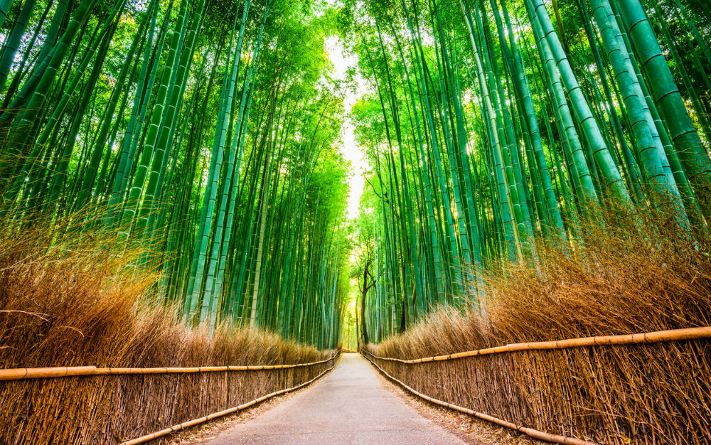 bamboebos-kyoto-japan-femfem