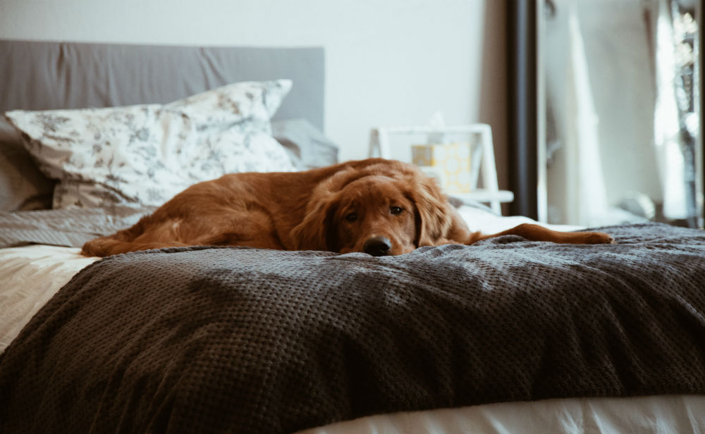 hond slaapkamer femfem