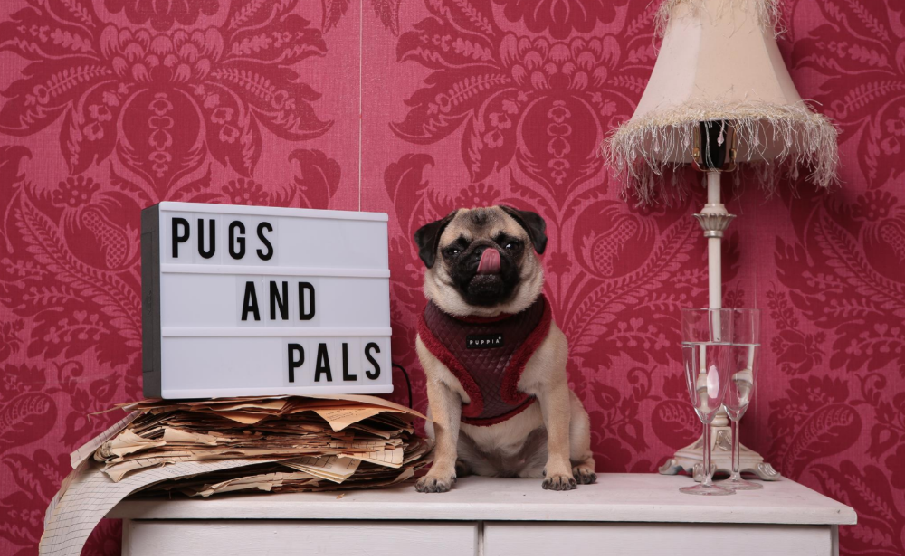 Pugs & Pals femfem