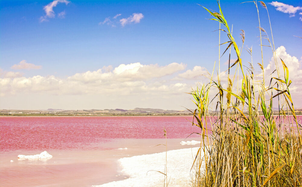roze meer femfem