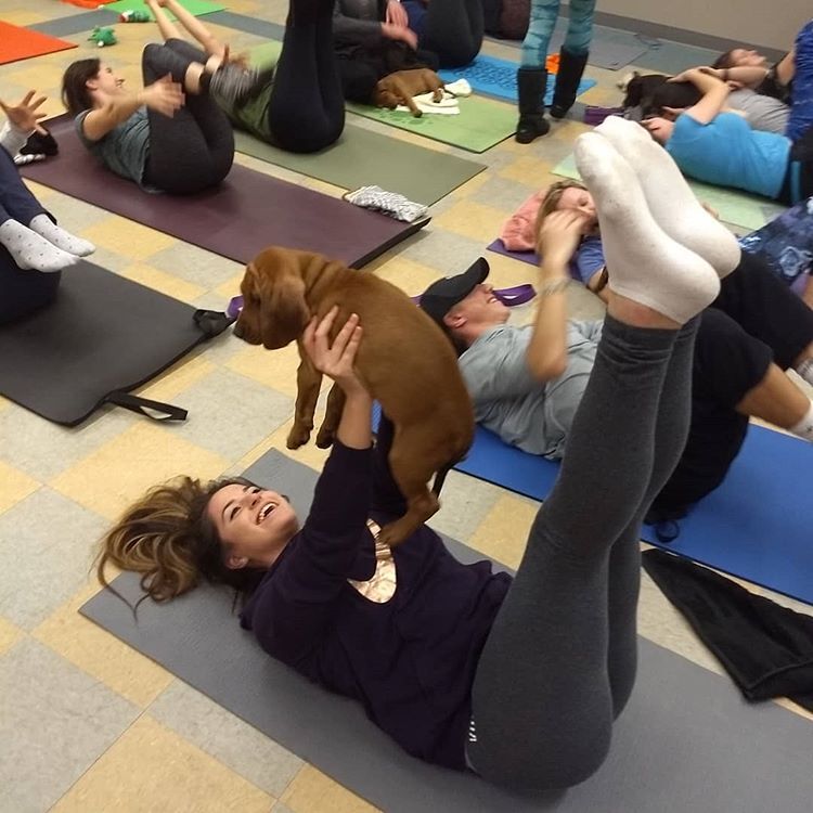 puppy-pilates-femfem