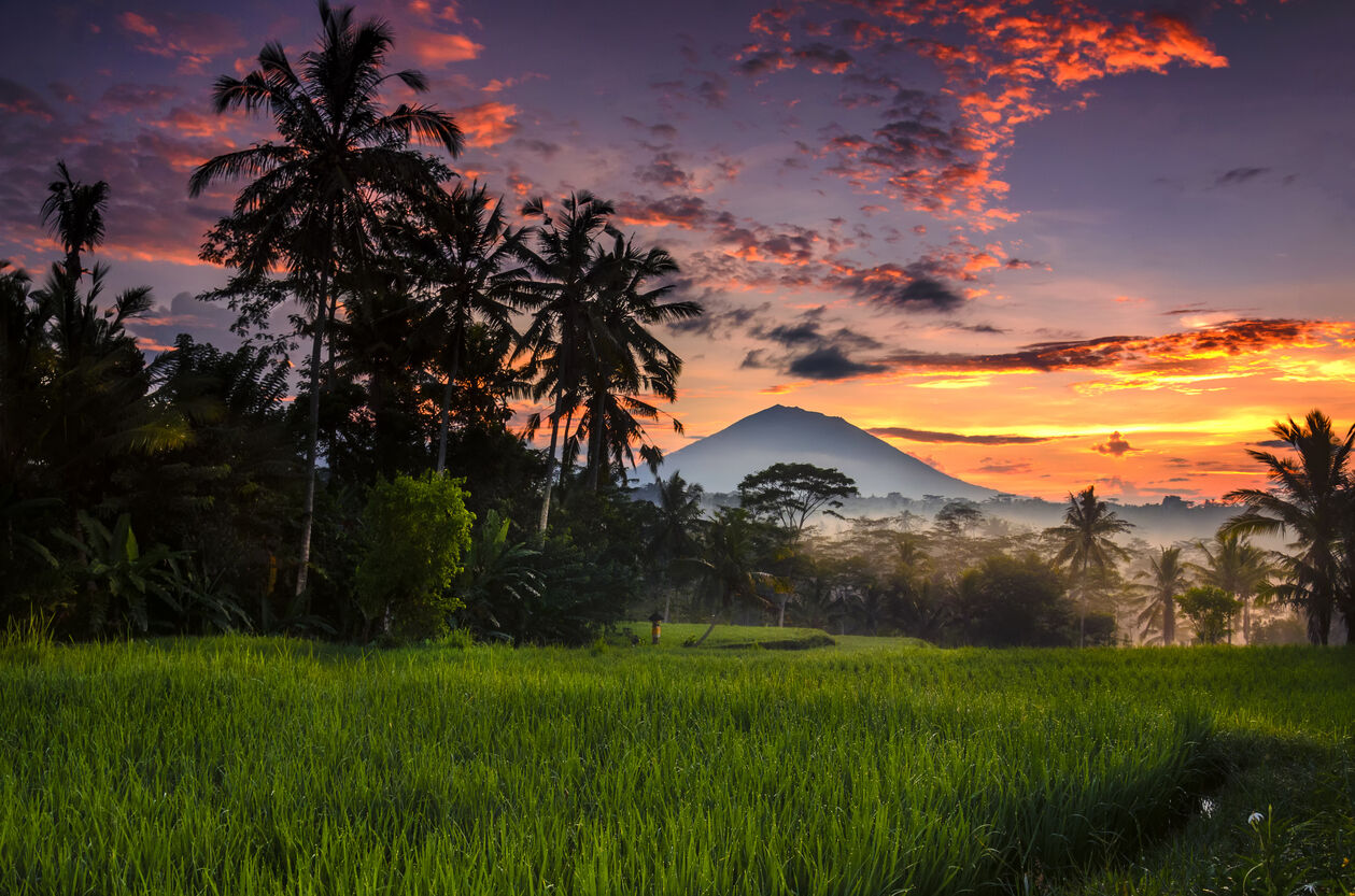 Morning scenery at paddy rice-field with Agung mountain as background, Ubud, Gianyar , Bali, indonesia