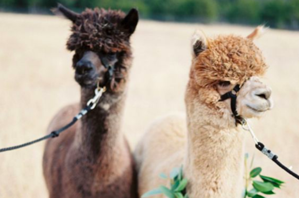 Alpaca huisdier Fem Fem