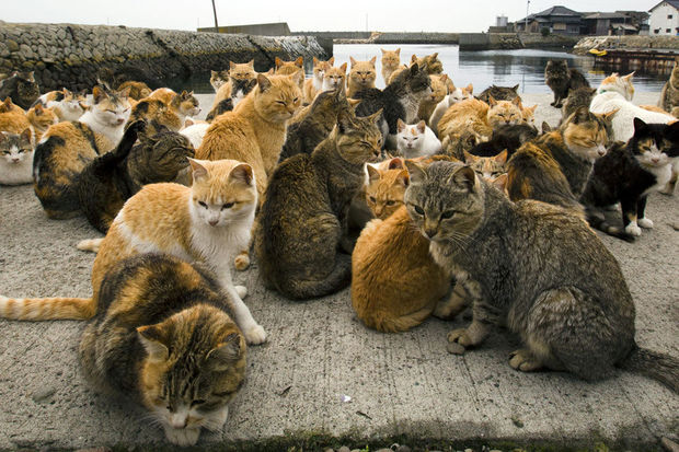 katteneiland