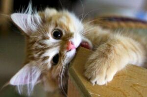 Illustratie voor: Kattenmensen opgelet! Op dit eiland wonen meer katten dan mensen