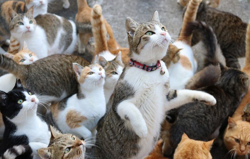 katteneiland