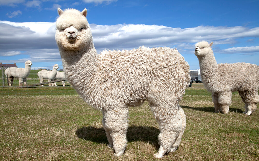 alpaca-femfem