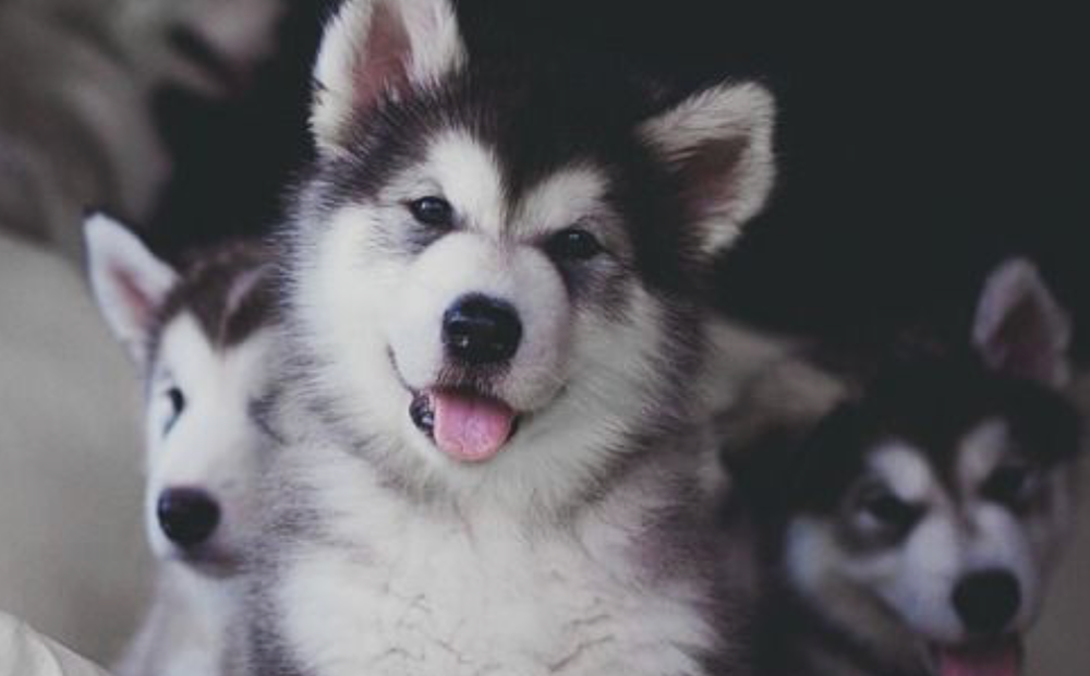 husky-femfem