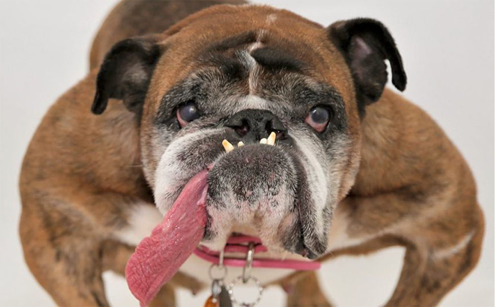 ugly-dog-femfem