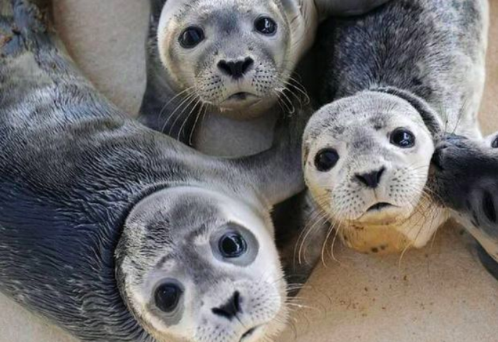 droombaan zeehondjes FEM FEM