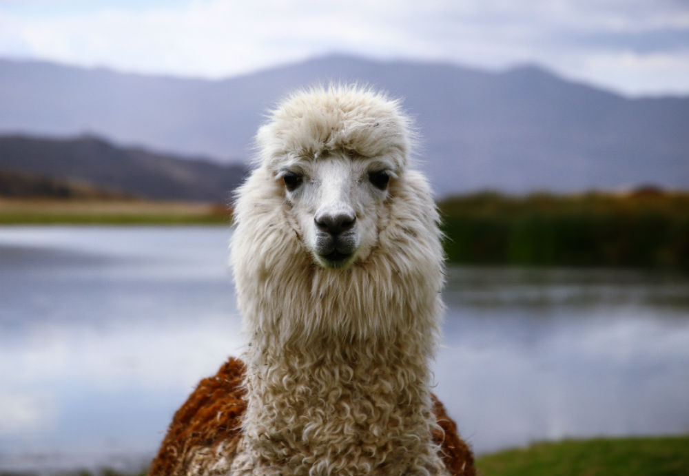 alpaca Airbnb FEM FEM