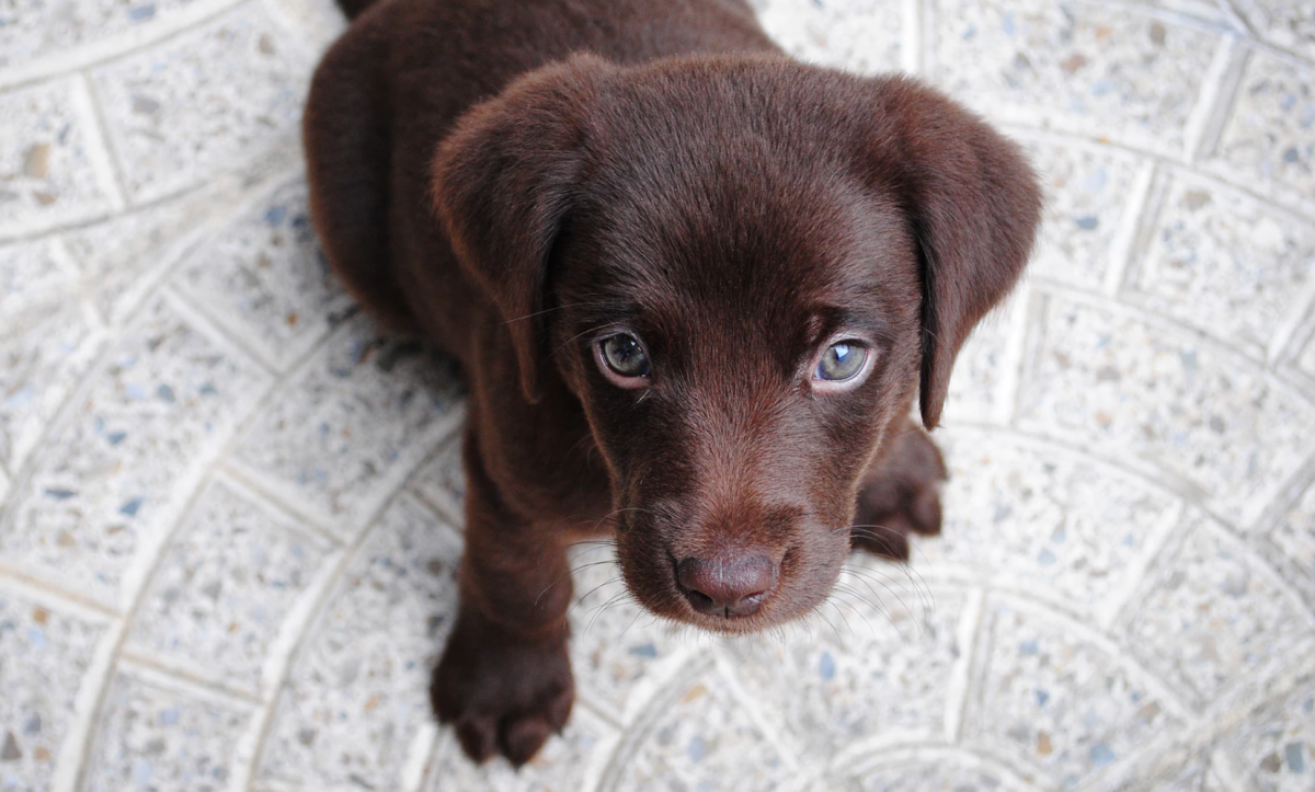 puppy-knuffelen-fem-fem