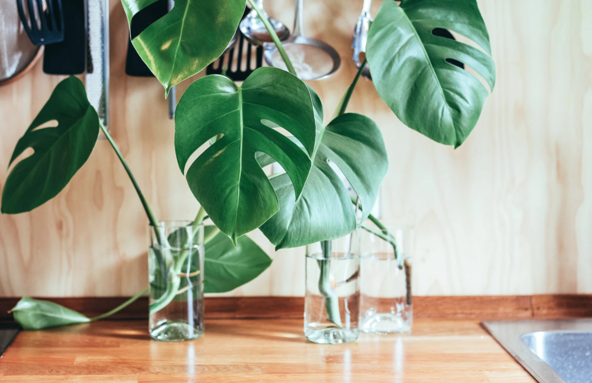 monstera