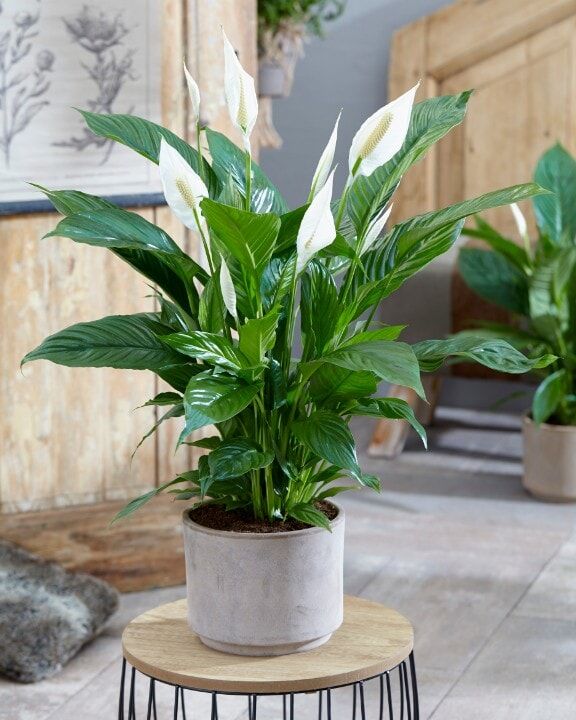 Spathiphyllum-Vivaldi-sfeer