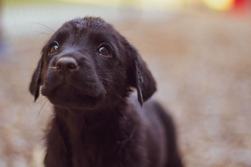 puppies politiehond FEM FEM