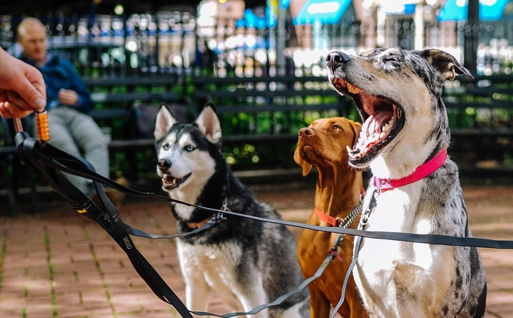 Honden FEMFEM