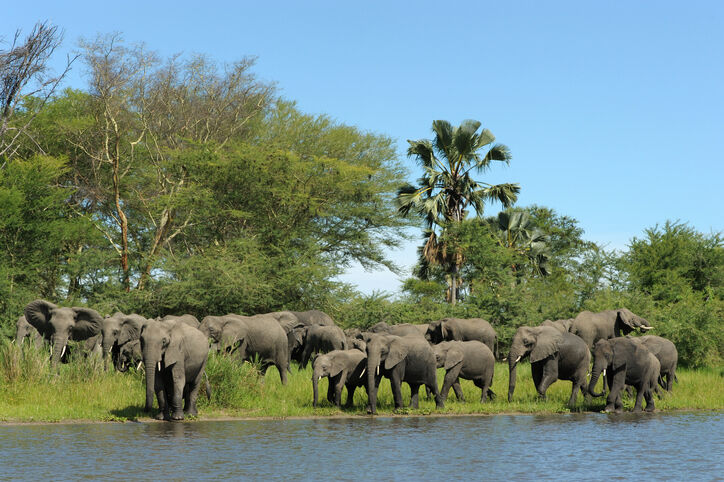 "Elephant herd along Shire river, Liwonde National park, Malawi." via iStock
