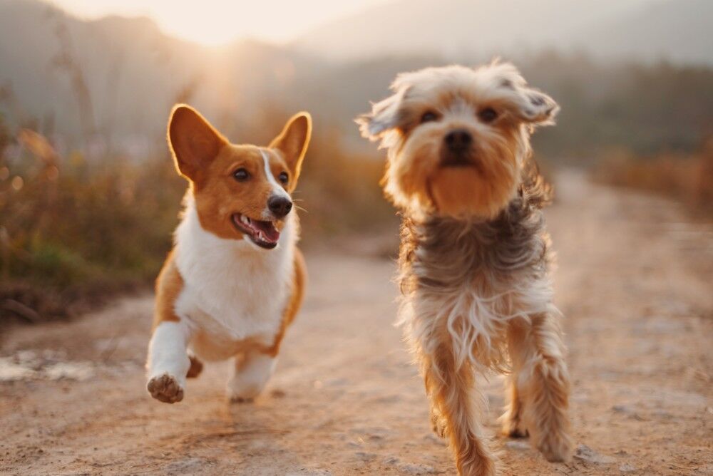 honden gezond FEM FEM