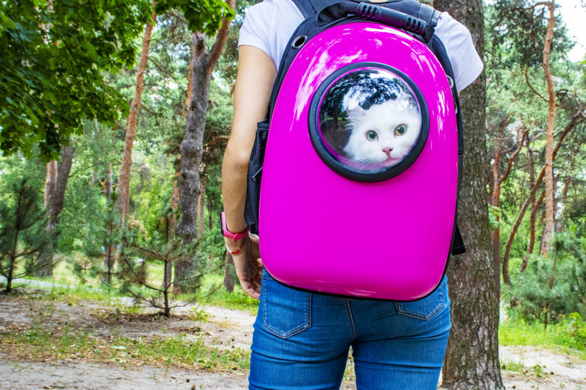 cat backpack FEM FEM