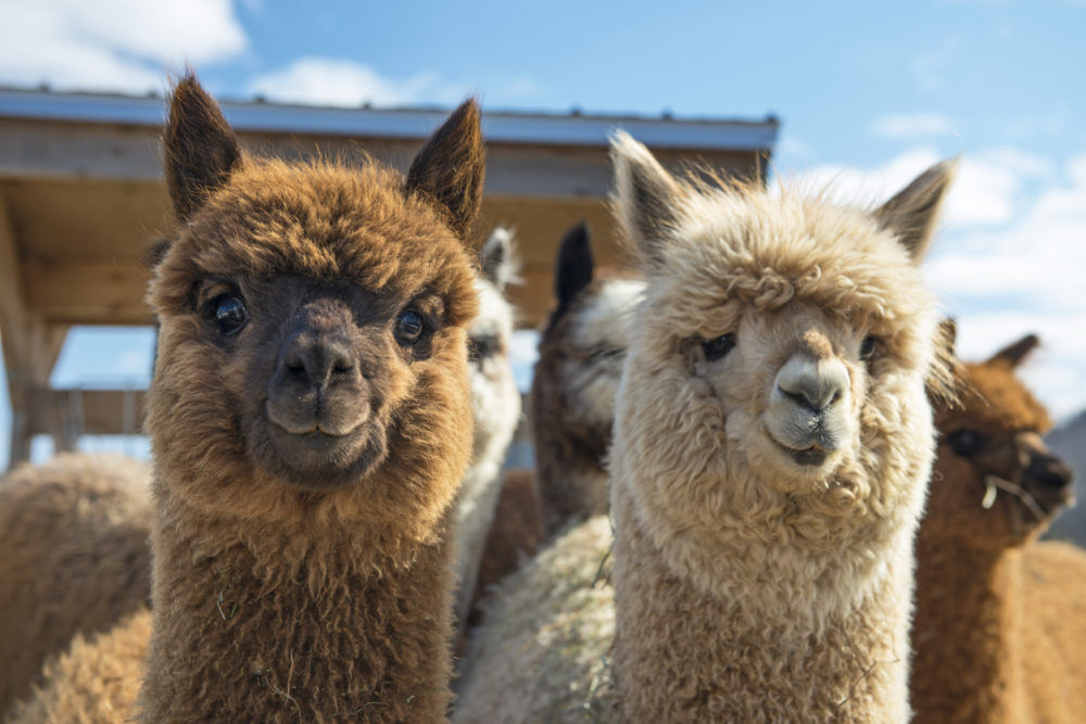 overnachting alpaca boomhut FEM FEM
