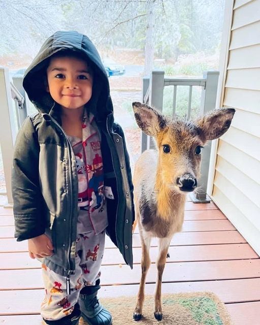 Deer & Boy FEM FEM