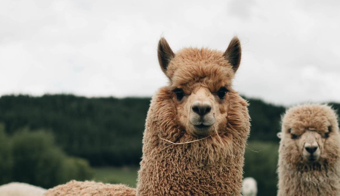 In Nederland kun je overnachten in een vakantiehuisje met alpaca’s