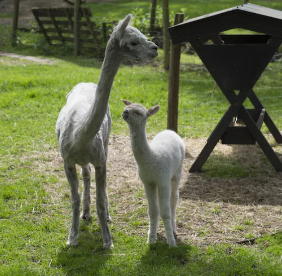 drenthe alpaca's