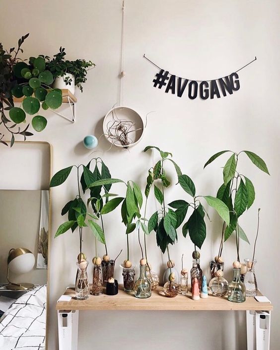 avocadoplant fem fem
