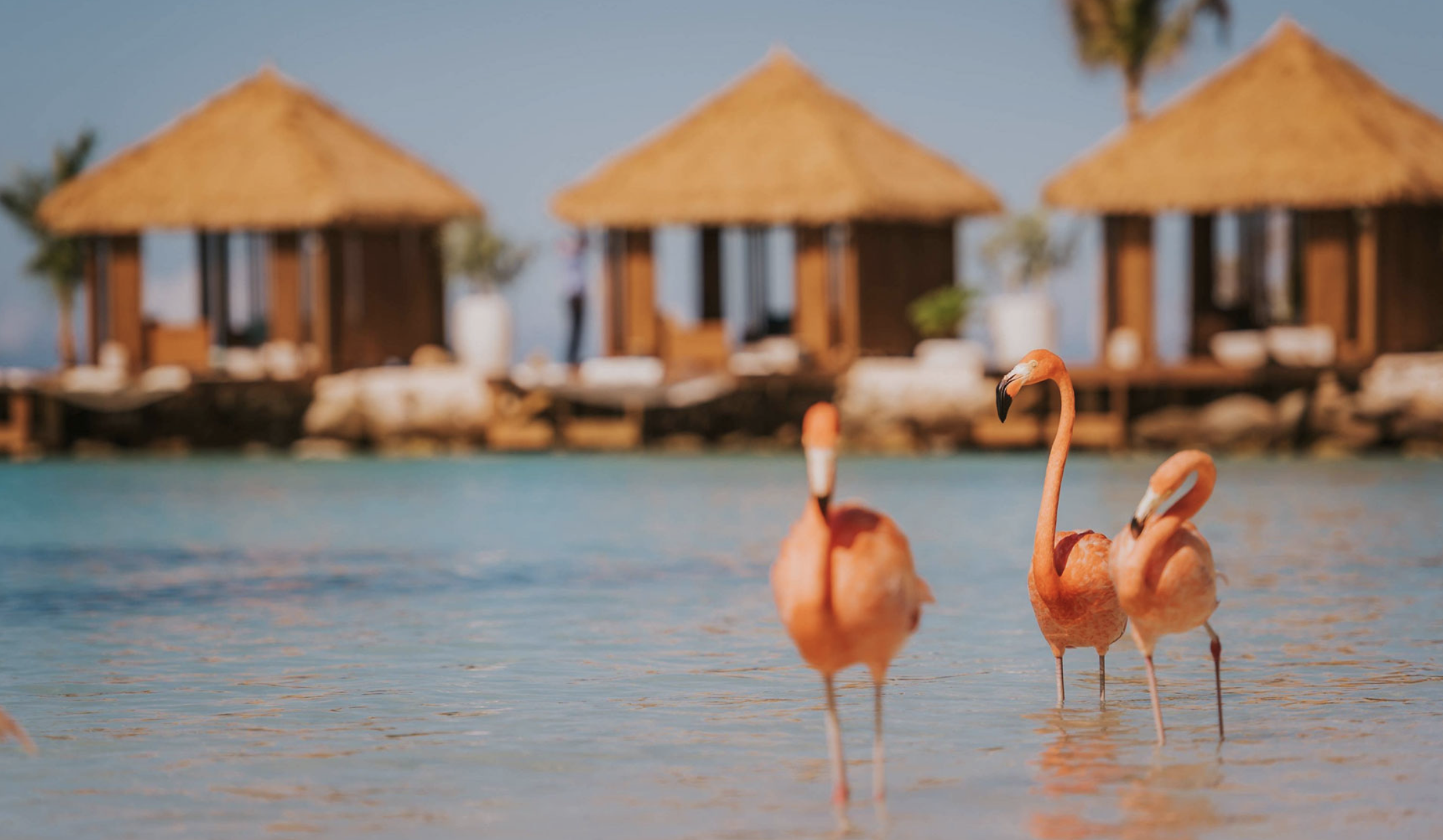 @COURTESY OF RENAISSANCE ARUBA RESORT & CASINO