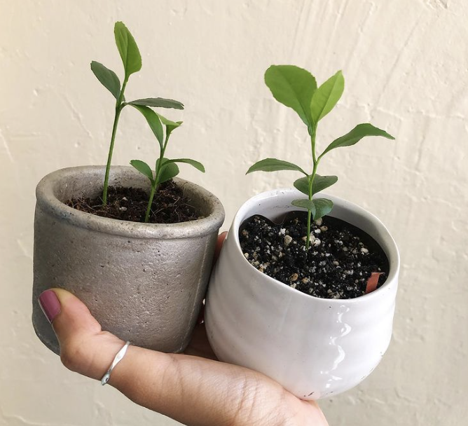 @reenasplants | instagram