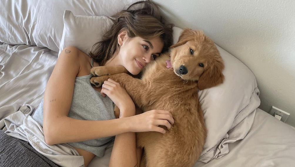 kaia gerber hond