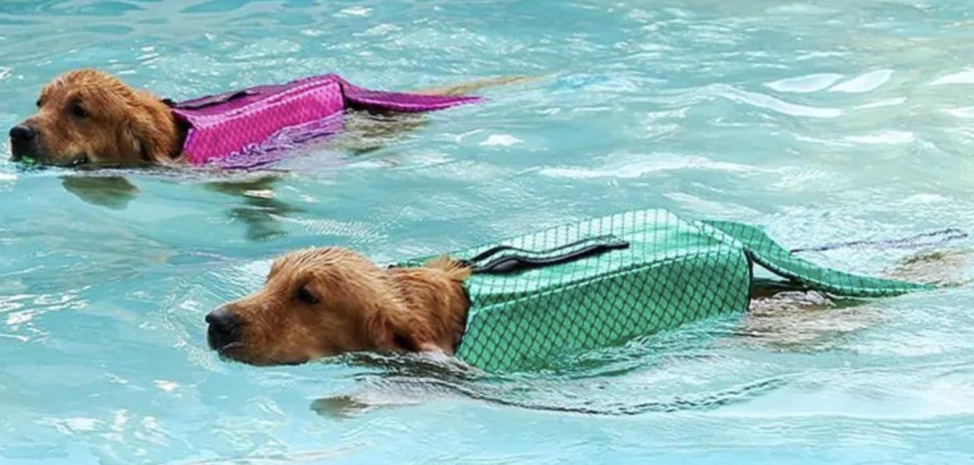 hond zeemeermin