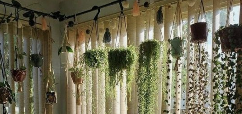hangende planten