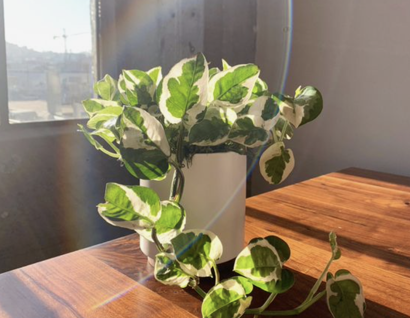plant zon