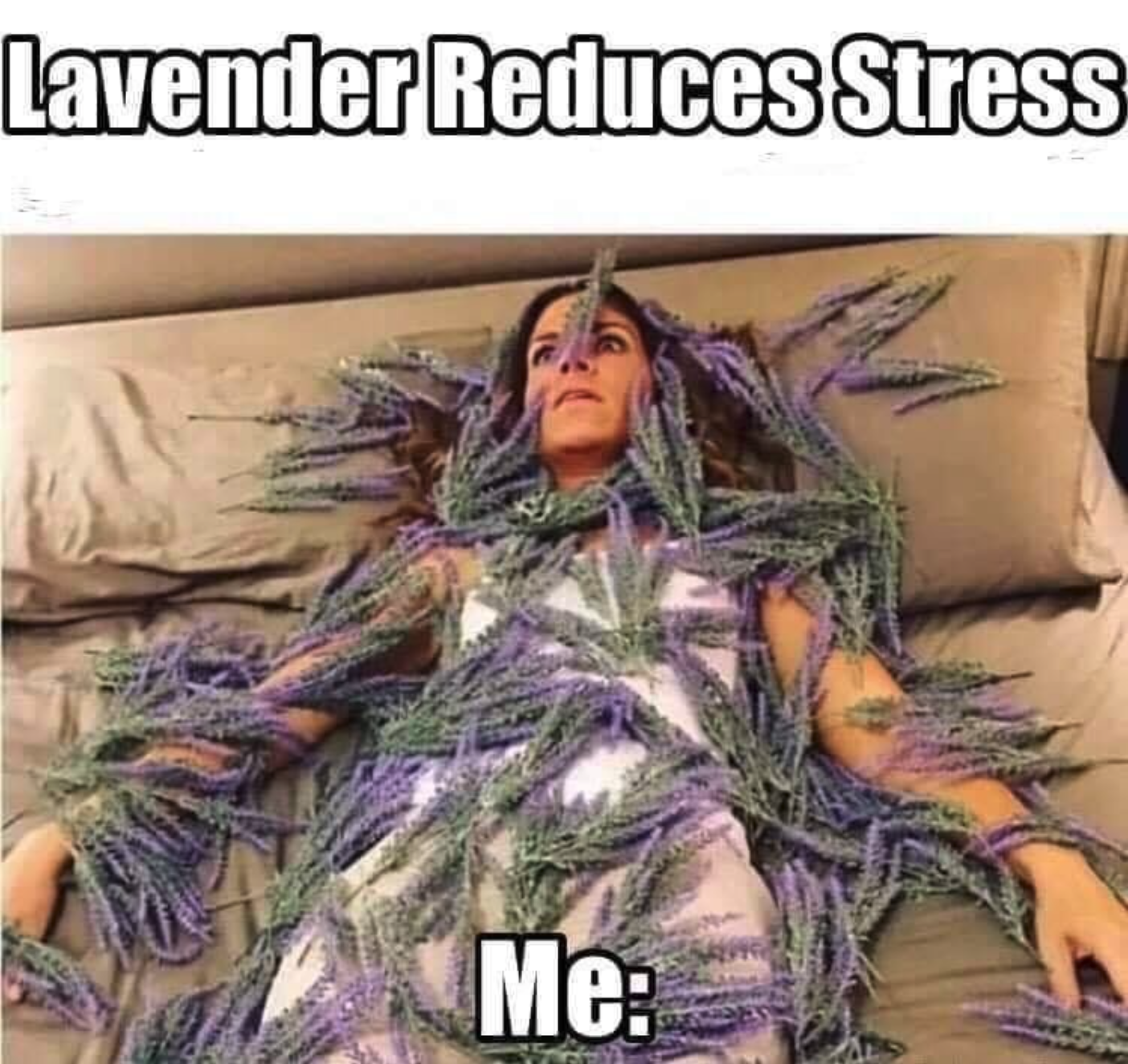lavendel stress
