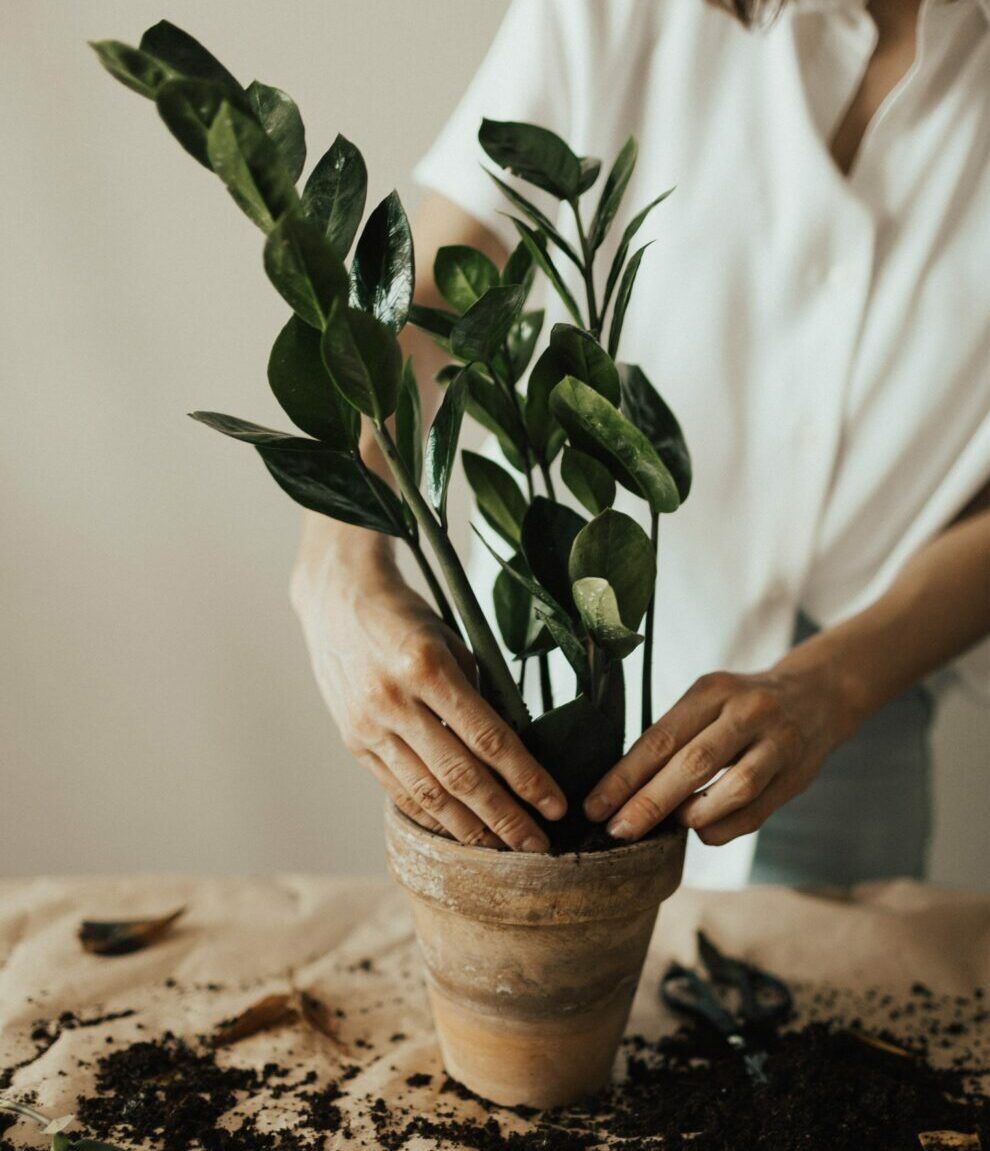 apps-helpen-verzorgen-planten