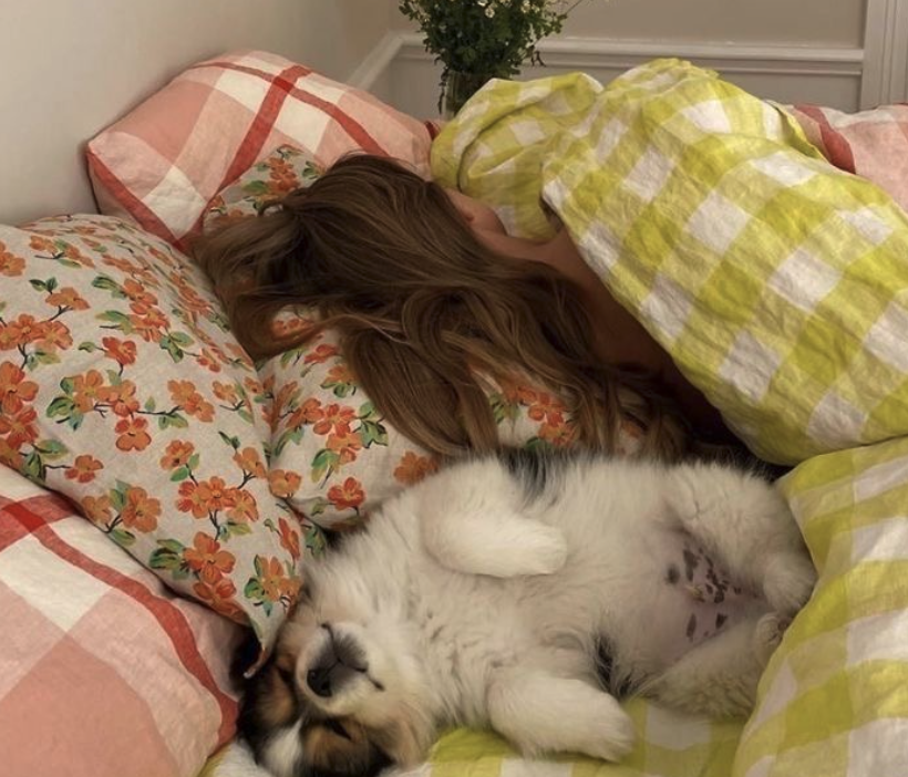 hond in bed