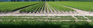 Italiaanse landgoed met prosecco-wijngaard