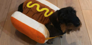 verkleedpakje voor je hond
