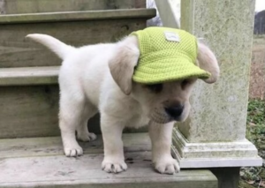hoedje voor je hond