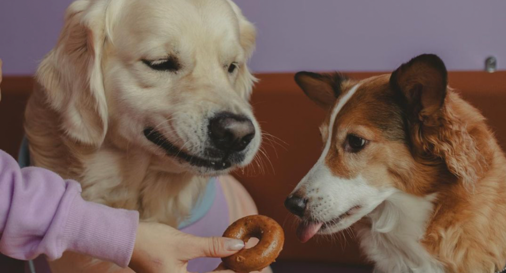 Hondencafé woof & me
