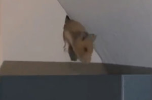 hamster