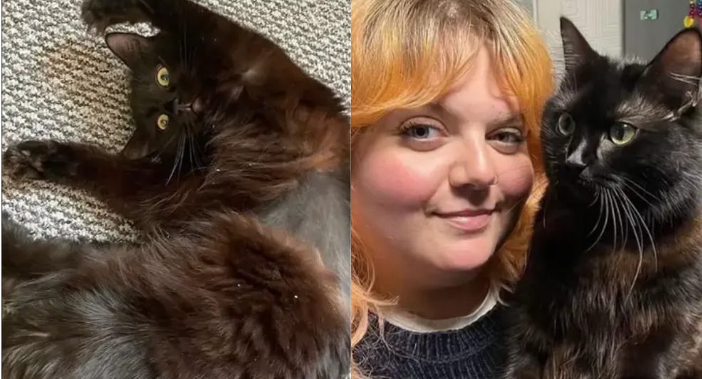8.000 euro dierenarts kat raar