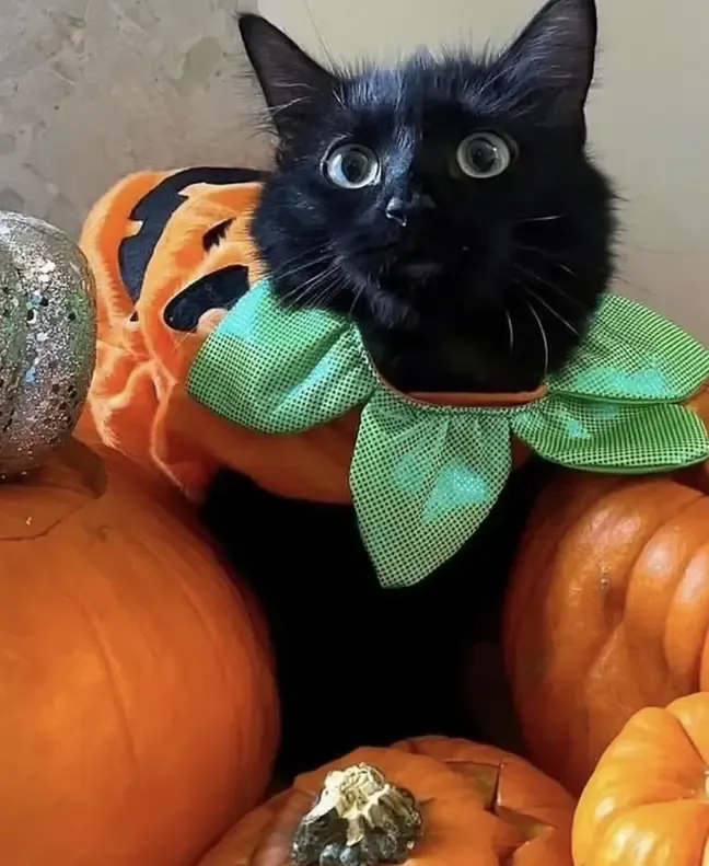 8.000 euro dierenarts kat raar