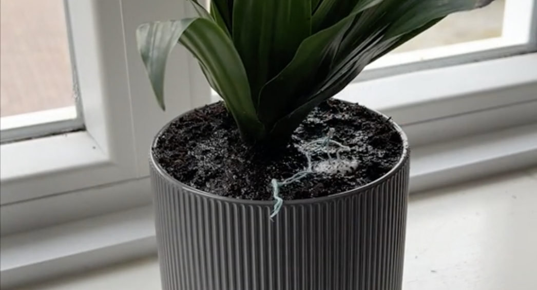 tampon in een plantenpot