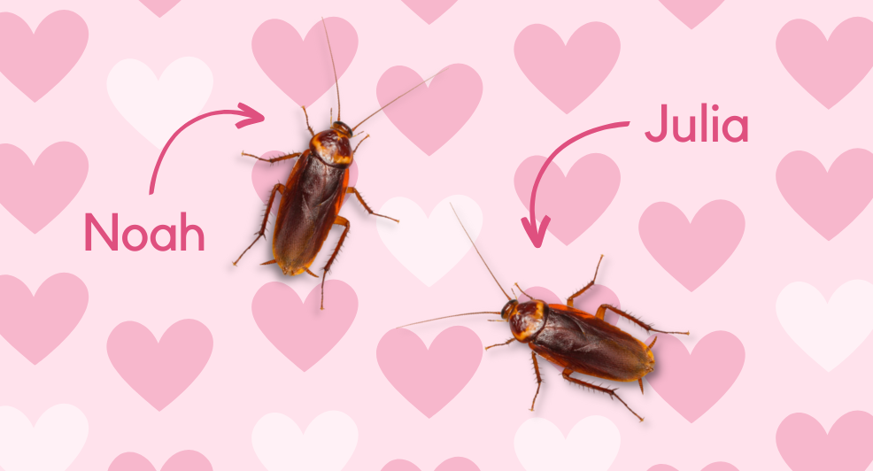 Kakkerlakken valentijn Valentijnsdag prank wraak ex