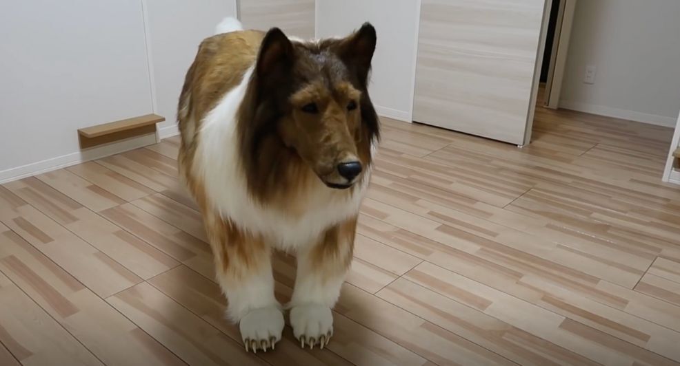 hond