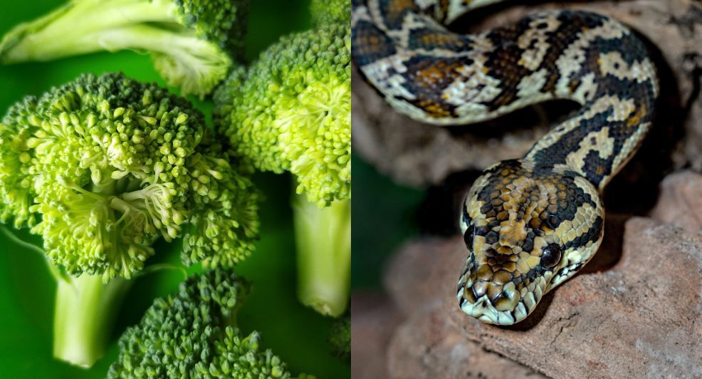 levende slang in broccoli